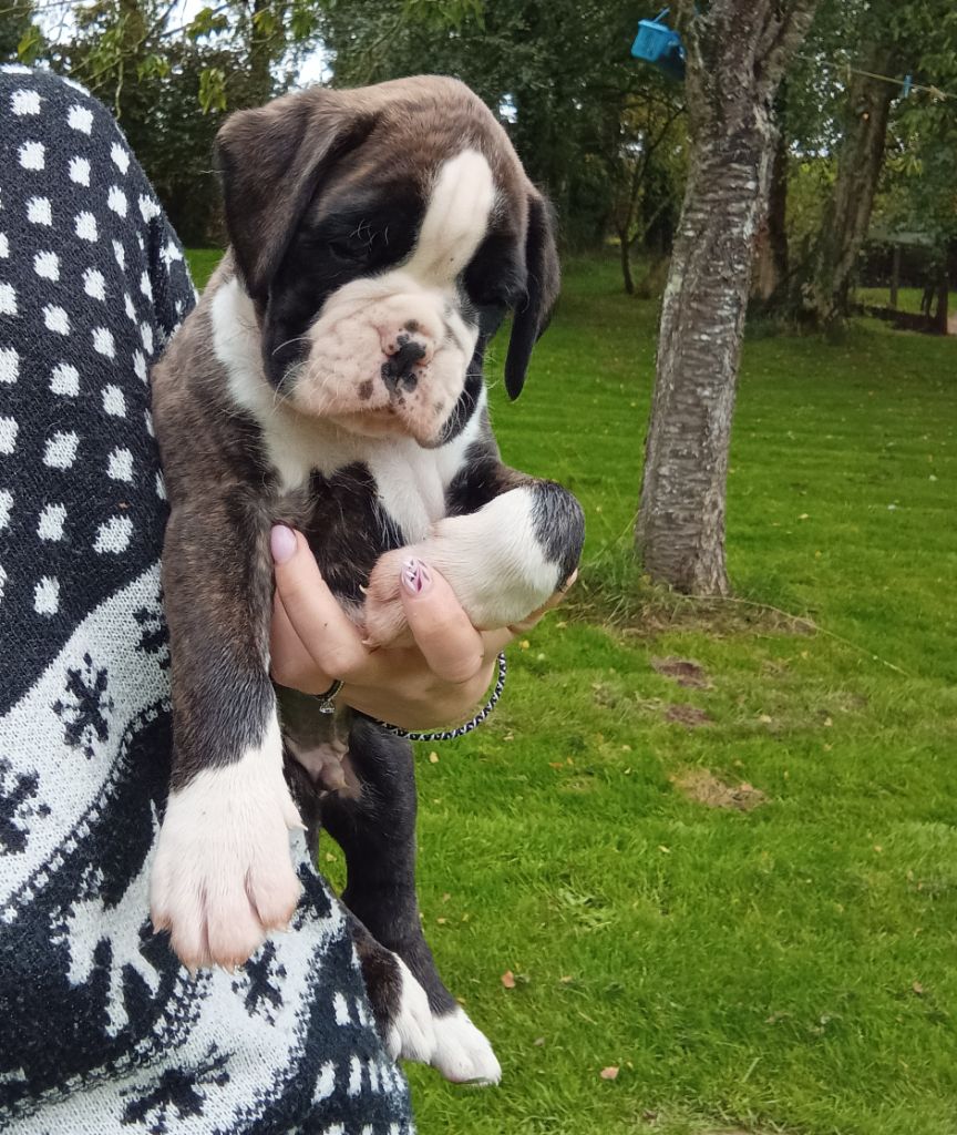 Des Fruits De Upendi - Chiot disponible  - Boxer