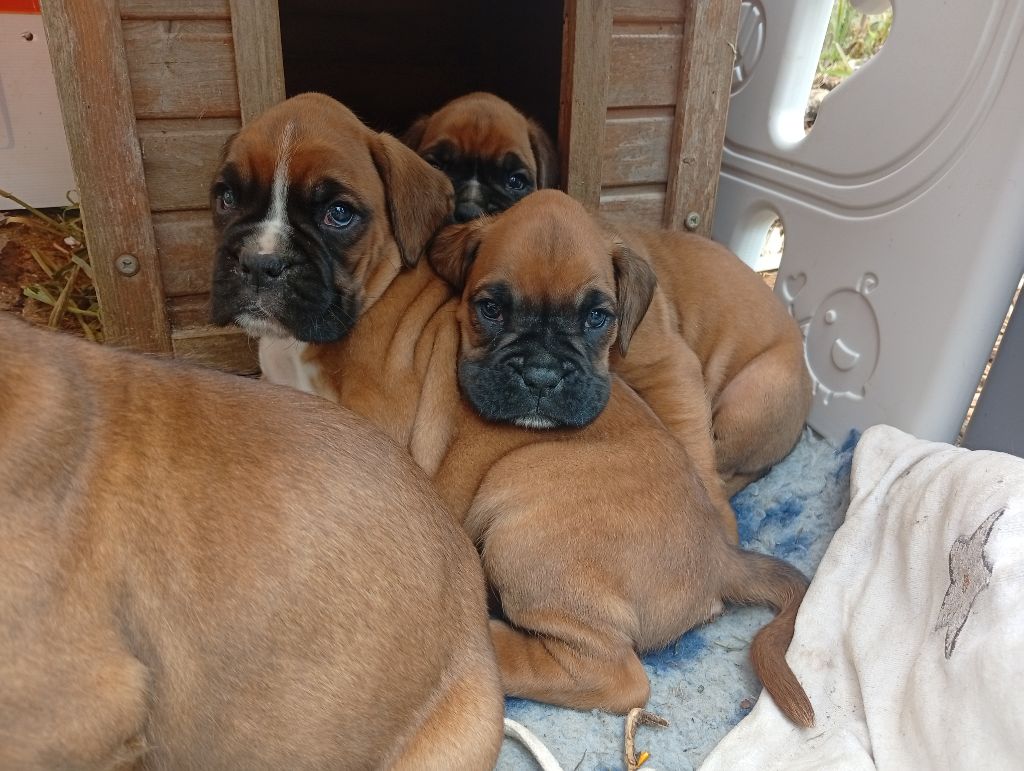 Des Fruits De Upendi - Chiots disponibles - Boxer