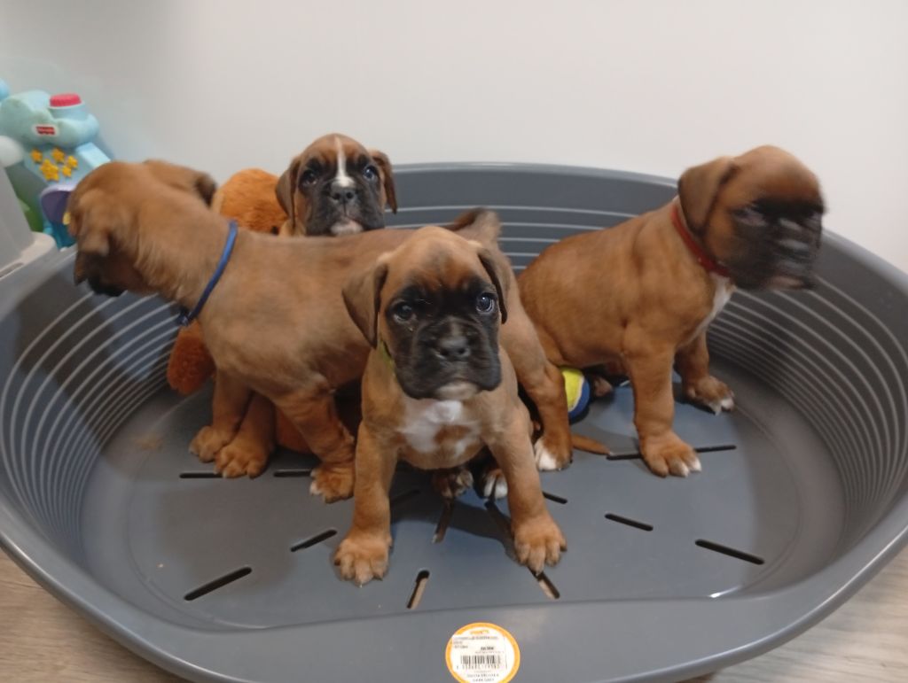 Des Fruits De Upendi - Chiots disponibles - Boxer